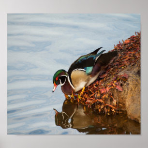 Wood duck on the shore poster