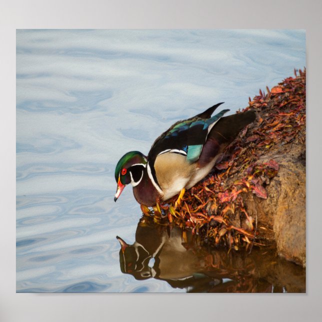 Wood duck on the shore poster (Front)
