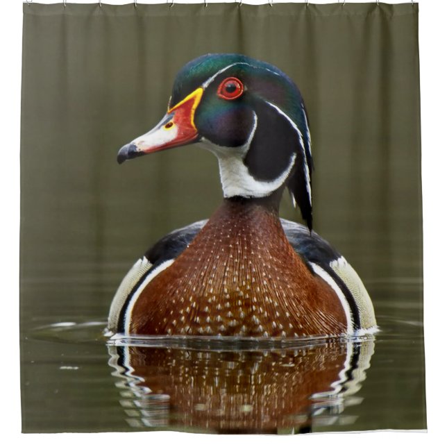 Wood Duck on Water (Front)