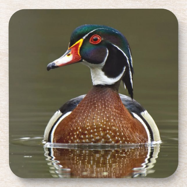 Wood Duck on Water Coaster (Front)