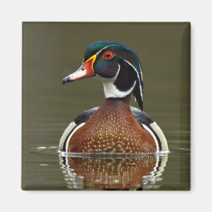 Wood Duck on Water Magnet