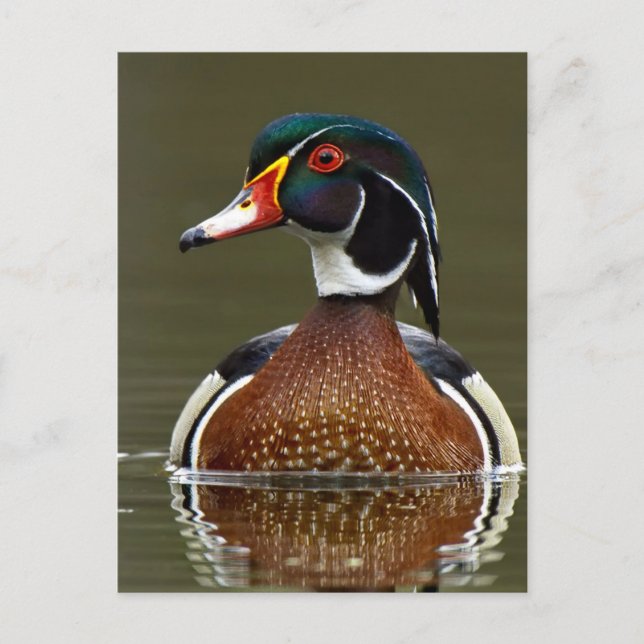 Wood Duck on Water Postcard (Front)