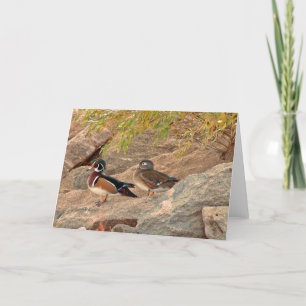 Wood Duck Pair Card