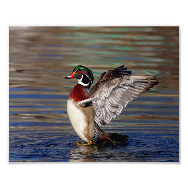 Wood Duck Photo Print (Front)