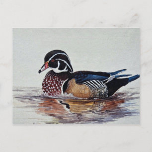 Wood duck postcard