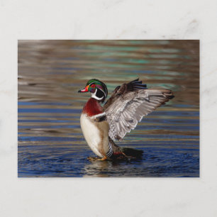Wood Duck Postcard