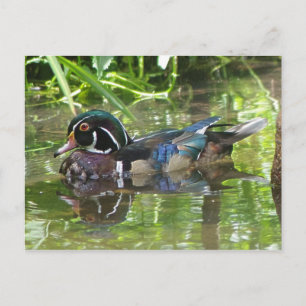 wood duck postcard