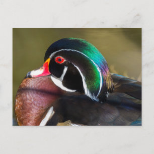 Wood Duck Postcard