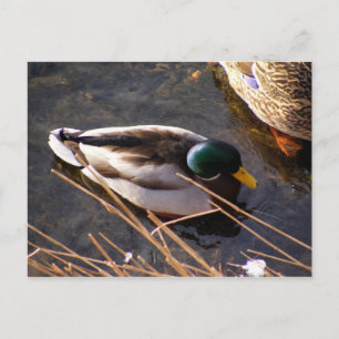 Wood Duck Postcard