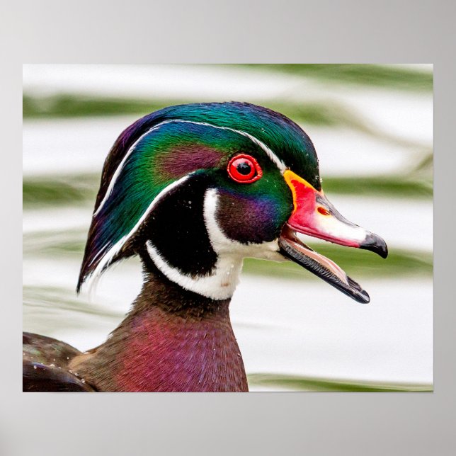 Wood Duck Poster (Front)