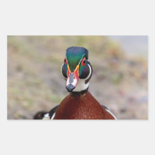 Wood Duck Sticker
