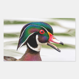 Wood Duck Sticker