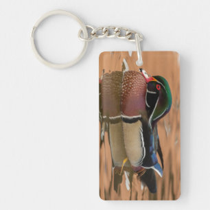 Wood Duck Swimming