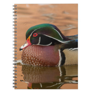 Wood duck swimming in water notebook