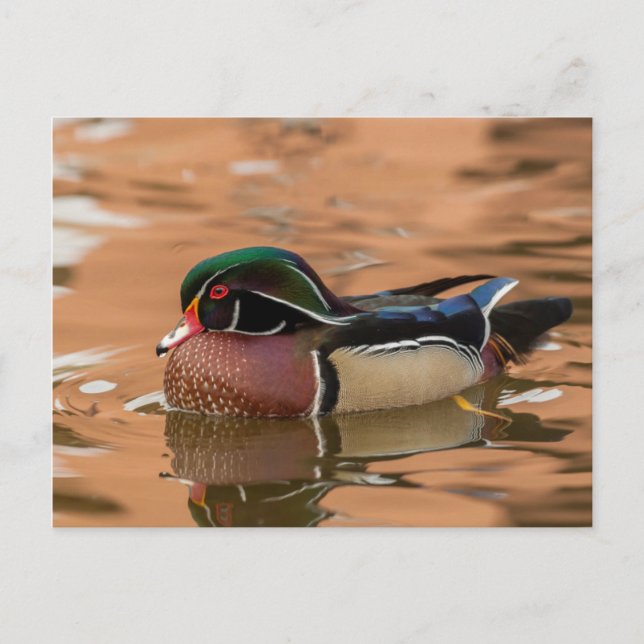 Wood duck swimming in water postcard (Front)