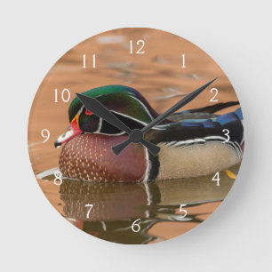Wood duck swimming in water round clock
