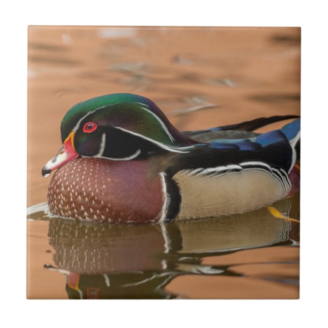 Wood duck swimming in water tile (Front)