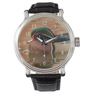 Wood duck swimming in water watch