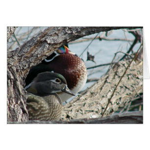 Wood Ducks