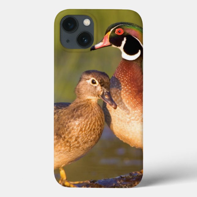 Wood Ducks and female on log in wetland Case-Mate iPhone Case (Back)