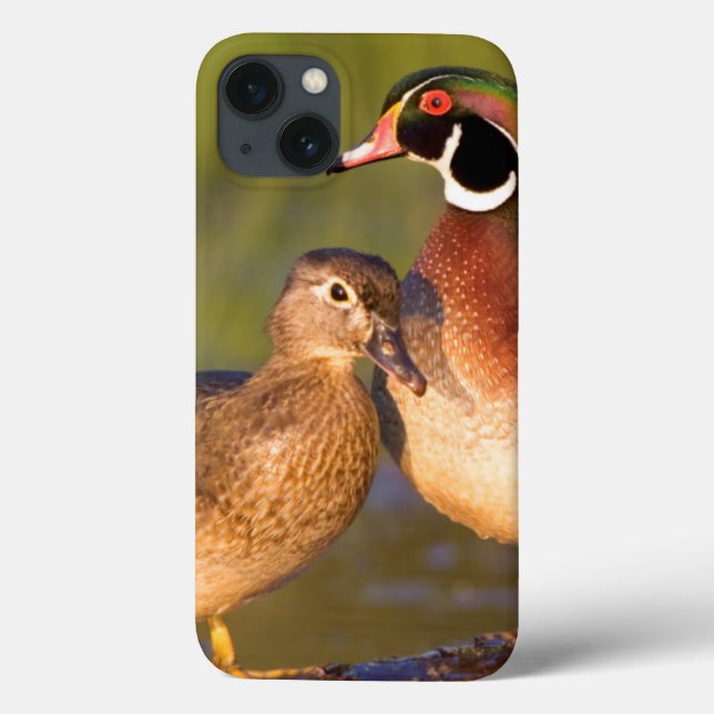 Wood Ducks and female on log in wetland Case-Mate iPhone Case (Back)