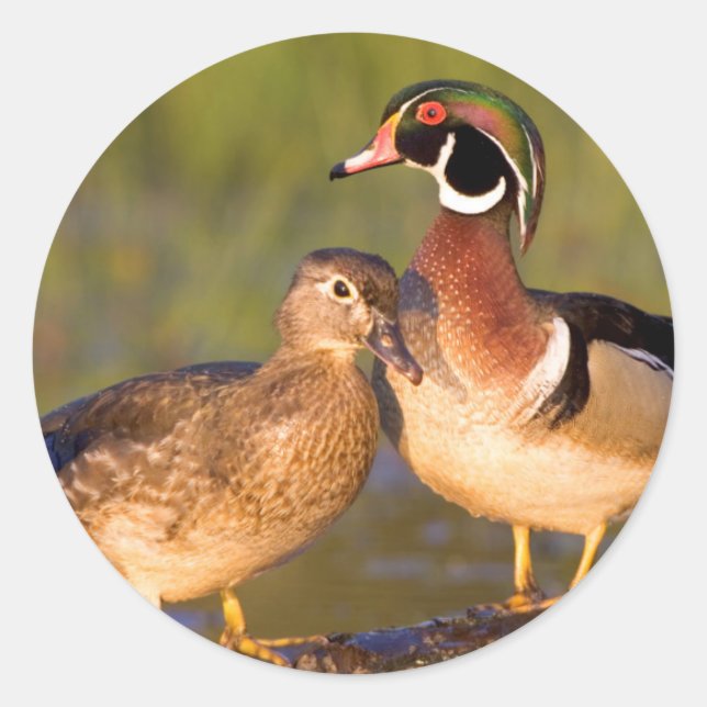 Wood Ducks and female on log in wetland Classic Round Sticker (Front)