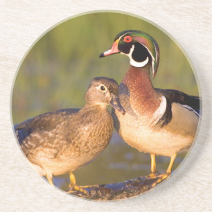 Wood Ducks and female on log in wetland Coaster