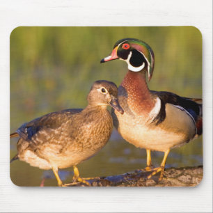 Wood Ducks and female on log in wetland Mouse Pad