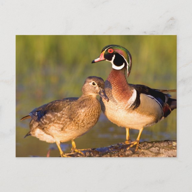 Wood Ducks and female on log in wetland Postcard (Front)