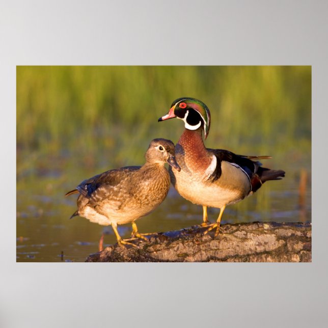 Wood Ducks and female on log in wetland Poster (Front)