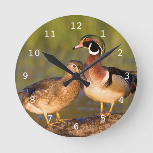 Wood Ducks and female on log in wetland Round Clock
