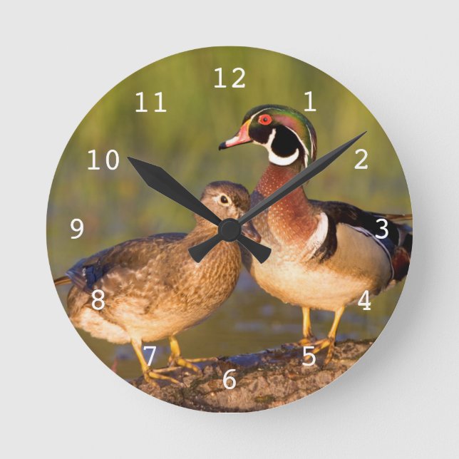 Wood Ducks and female on log in wetland Round Clock (Front)