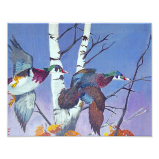 Wood Ducks Flying Photo Print
