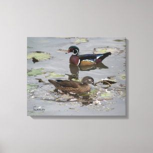 Wood Ducks in a Pond Canvas Print