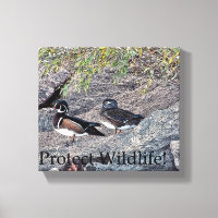 Wood Ducks Protect Wildlife