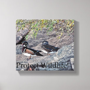 Wood Ducks Protect Wildlife Canvas Print