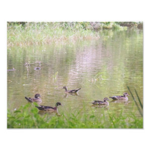 Wood Ducks Socializing Photo Print