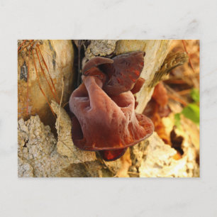 Wood Ear Mushroom Postcard