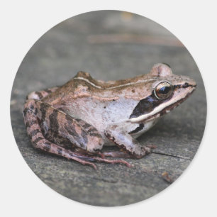 Wood Frog Classic Round Sticker
