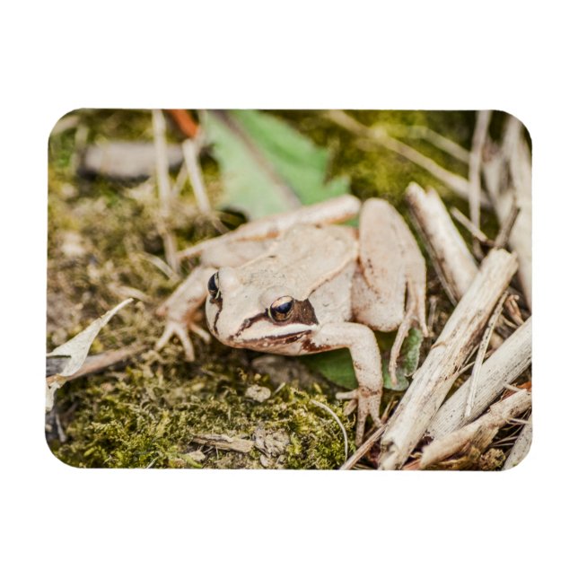 Wood Frog Nature Woodland Animals Magnet (Horizontal)