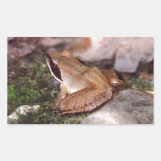 Wood Frog Sticker (Front)