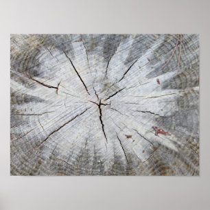 Wood Grain Grey Pine Tree Stump Photo Art 1 Poster