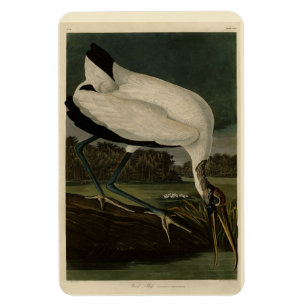 Wood Ibiss (Ibis, Stork): Audubon Birds of America Magnet