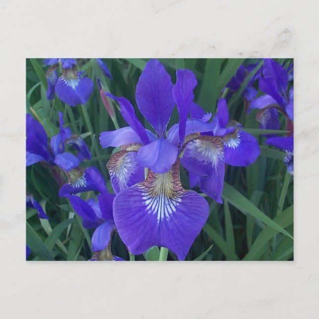 Wood Iris Postcard (Front)