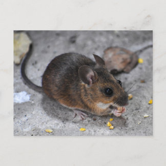 Wood Mouse  Postcard