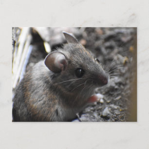 Wood Mouse  Postcard