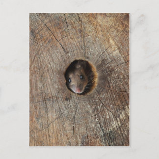 Wood Mouse Postcard