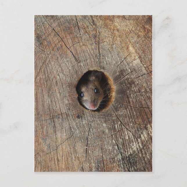Wood Mouse Postcard (Front)