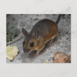 Wood Mouse Postcard