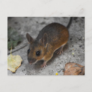 Wood Mouse  Postcard